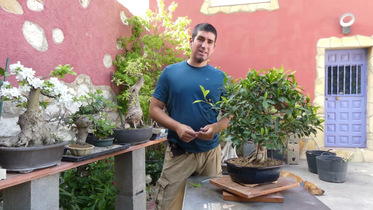 pinzado y defoliado de ficus en primavera
