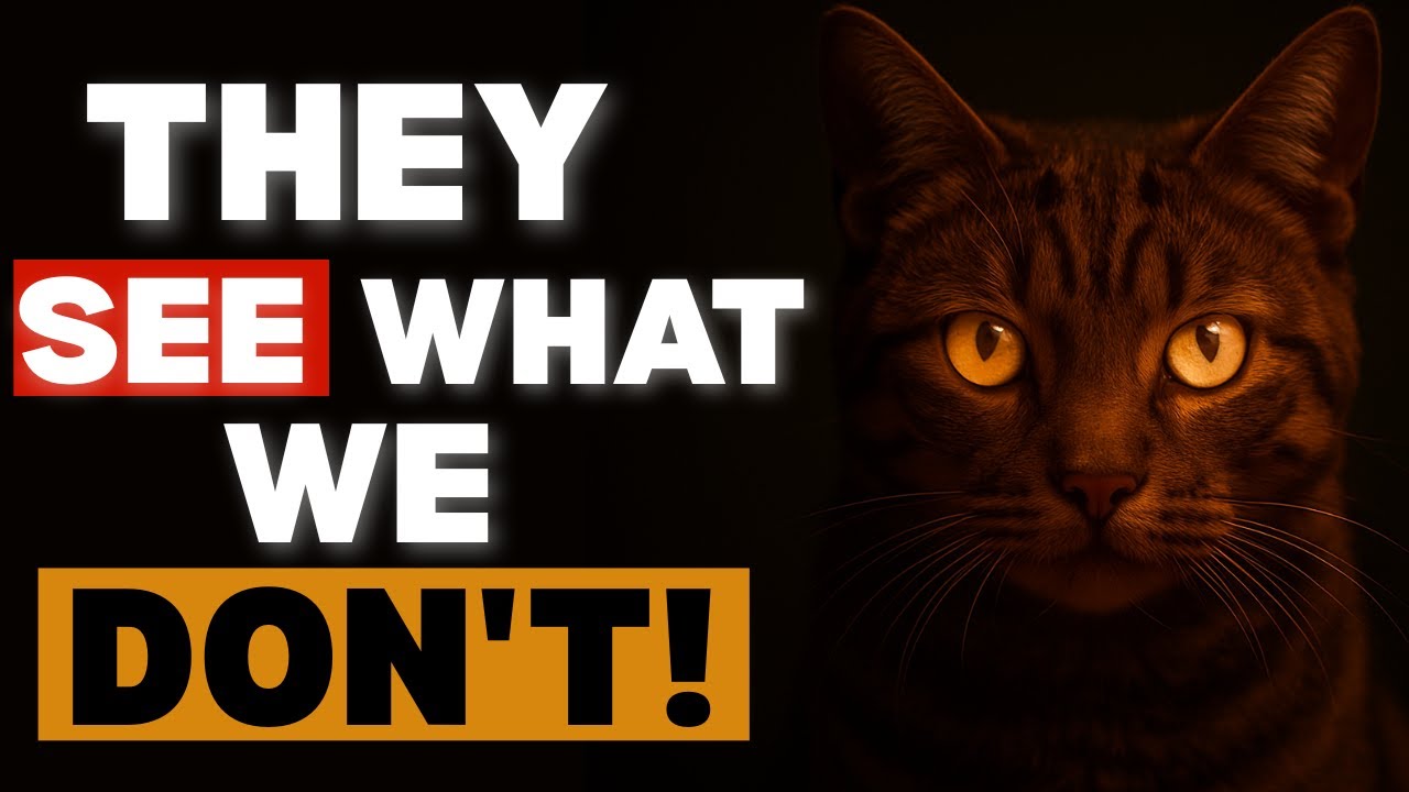 The Shocking Truth About Cats That History Tried to Hide | Ancient Myths & Mysteries Revealed