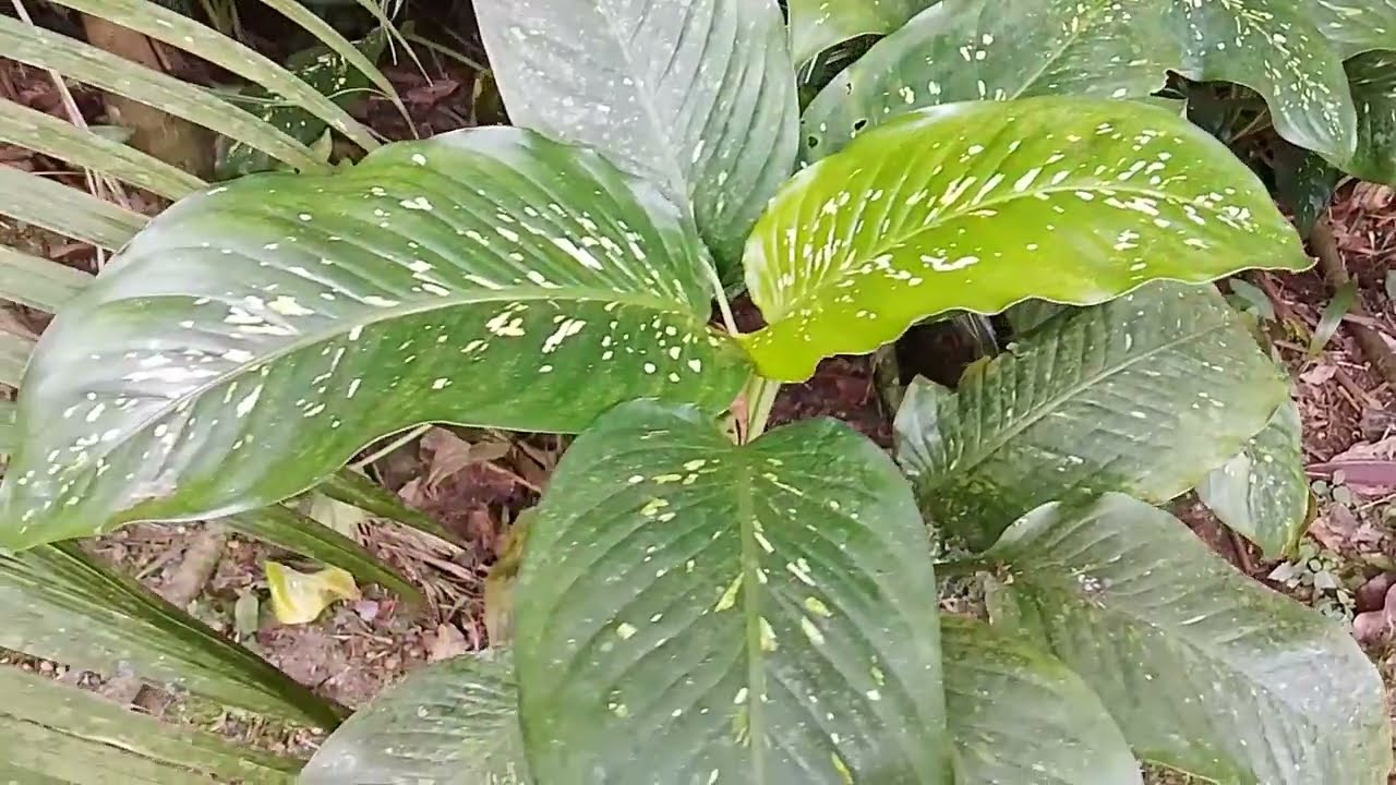Erva de Exú e Ogum - Comigo ninguém pode -  Dieffenbachias sp -  ewé  Wobomú funfun para a D. pictia
