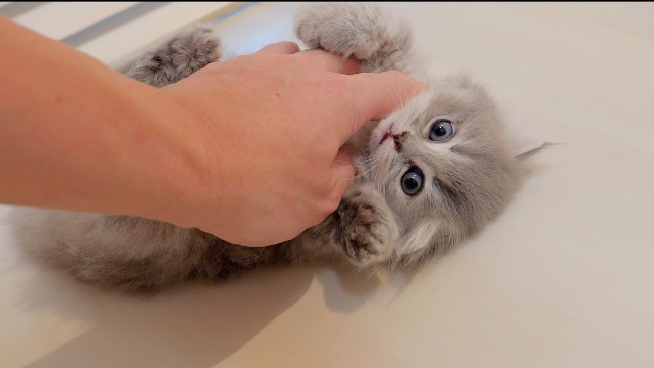 Котёнок, который сделал что-то не так и его тихо забрали, был слишком милым...
