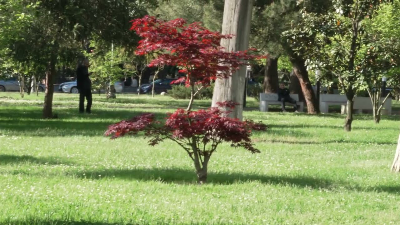 #散歩 #街歩き #4K60FPS Walking through Batumi: Park near Shota Rustaveli street. 2026.05.08 (#327)