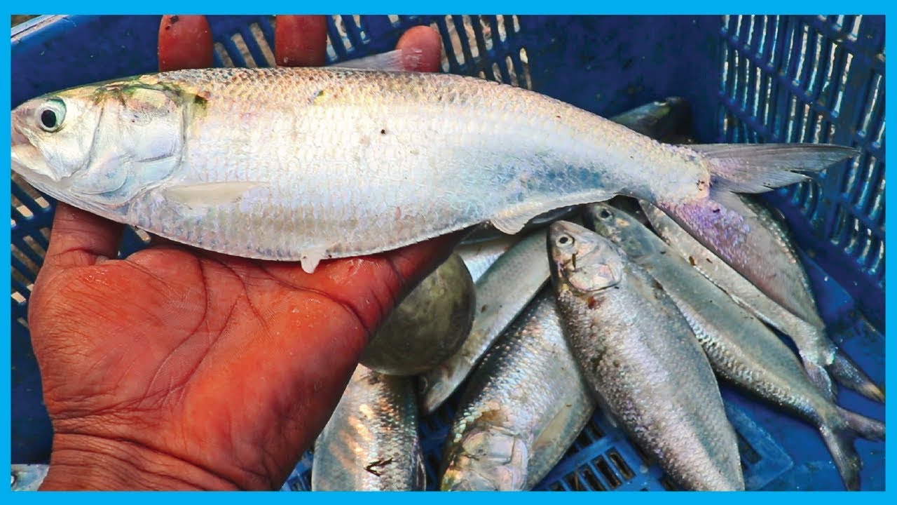 Hilsa (ilish) Fish Catching Live in Deep River (Part 3) - (Season 2) | Fish Corn