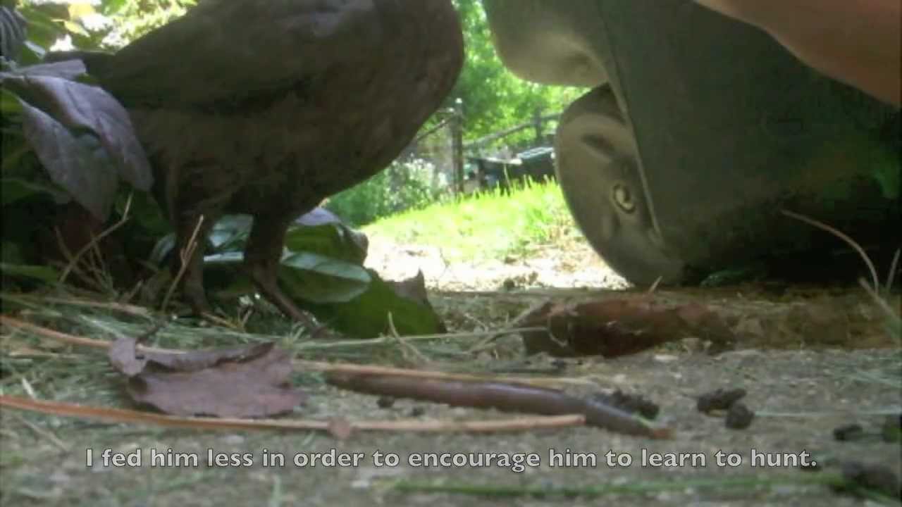 BABY BIRD: Rescue, Raise & Release.