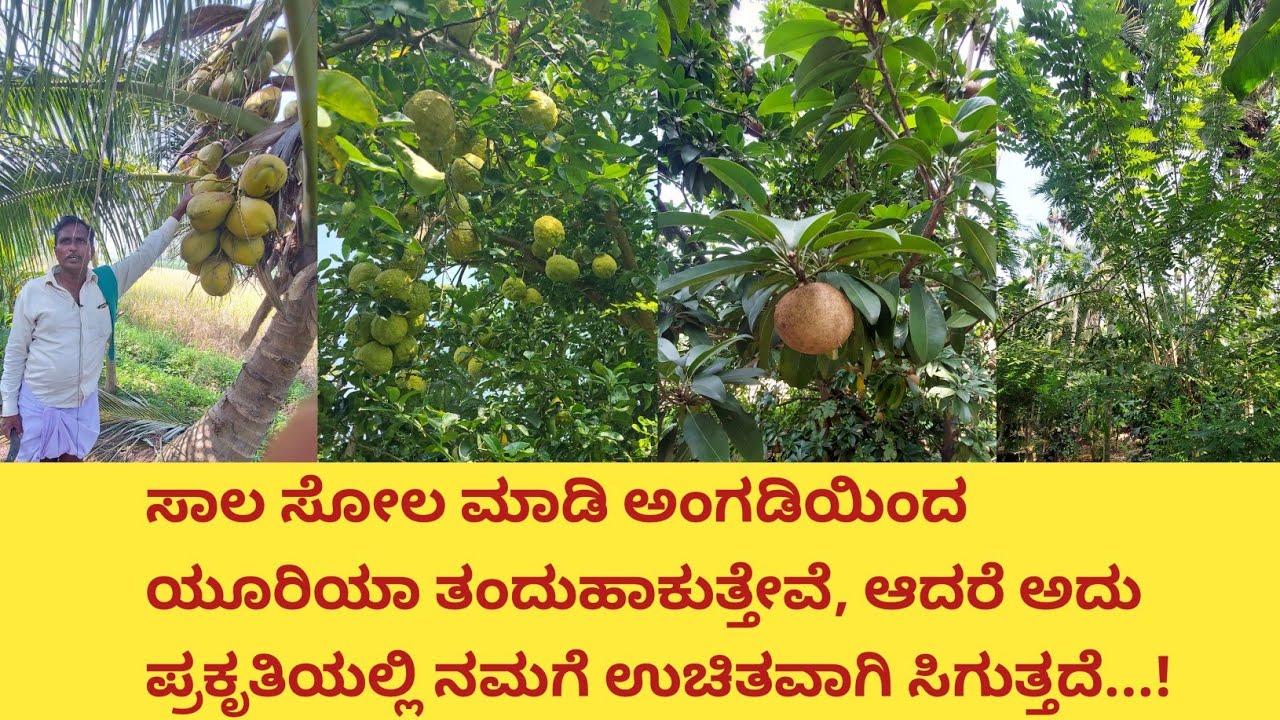 ತೋಟದಲ್ಲಿ ಯೂರಿಯಾದ ಪಾತ್ರವೇನು! ಅದು ಎಲ್ಲಿ ಸಿಗುತ್ತದೆ ಅದಕ್ಕಾಗಿ ನಾವೆಷ್ಟು ಖರ್ಚು ಮಾಡುತ್ತಿದ್ದೇವೆ...!ಭಾಗ-4