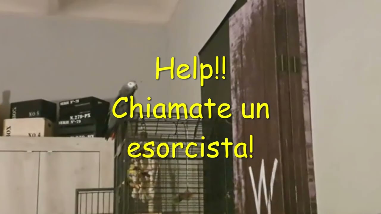Io e il mio cenerino