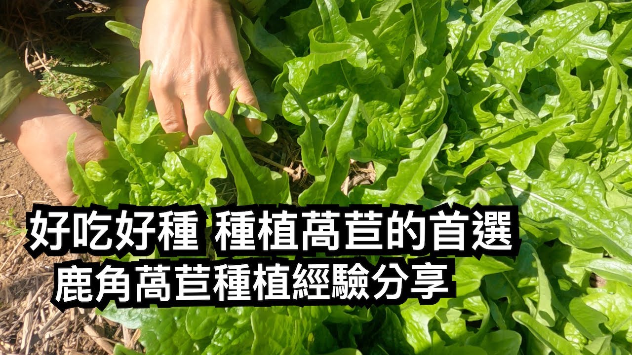 ︱好吃好種︱種植萵苣的首選︱鹿角萵苣種植經驗分享