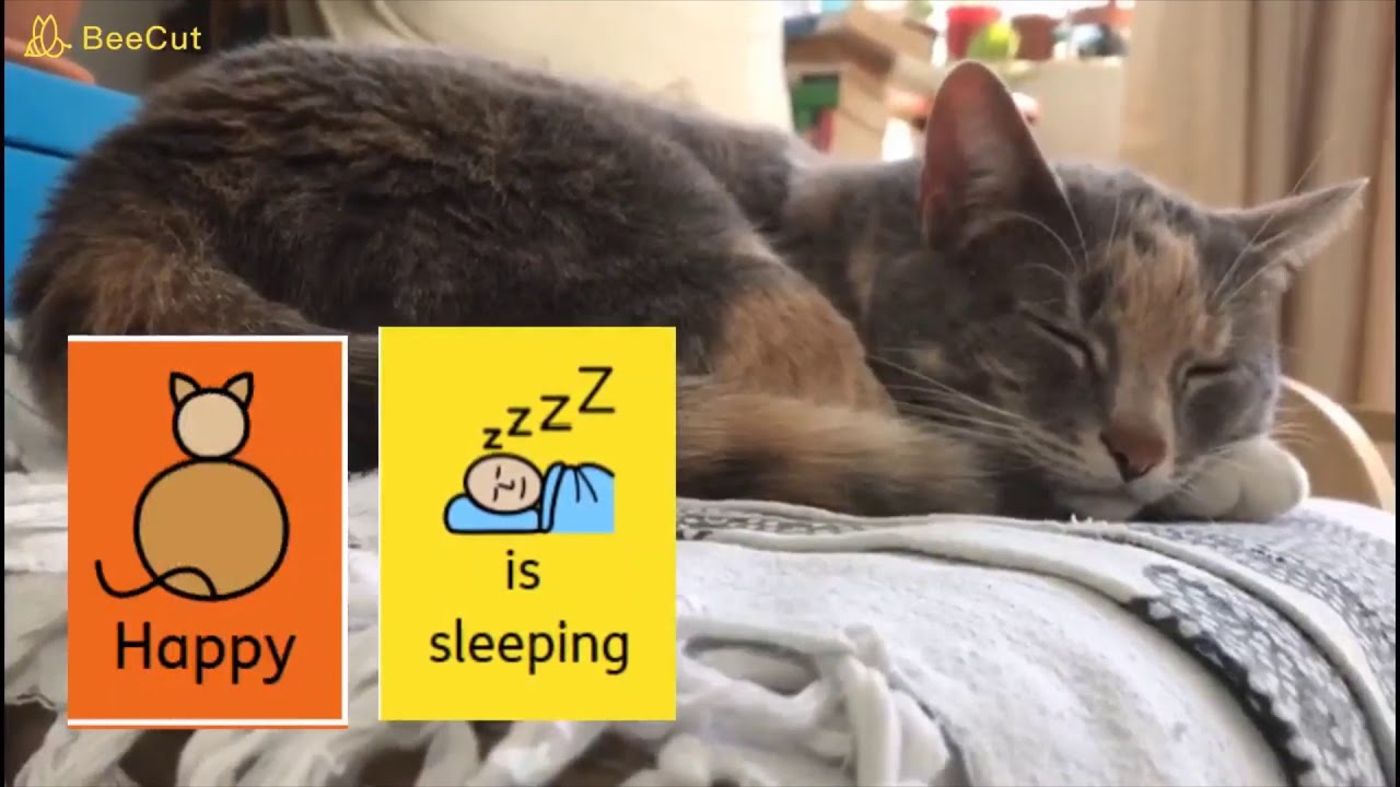 Colourful semantics with Happy the cat - Literacy