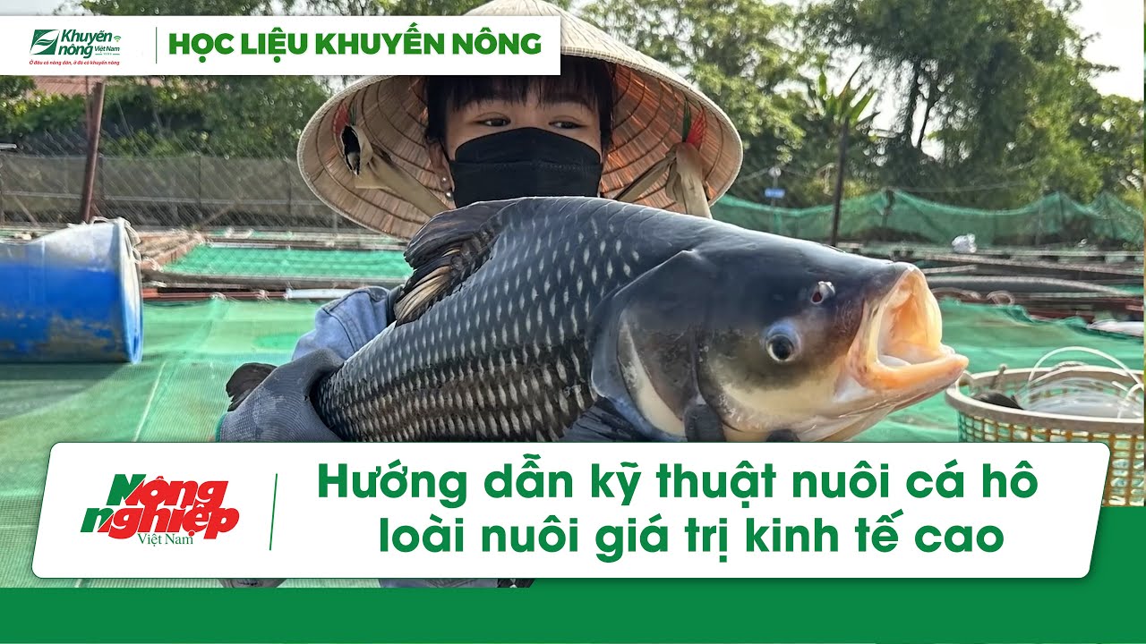 Hướng dẫn kỹ thuật nuôi cá hô, loài nuôi giá trị kinh tế cao