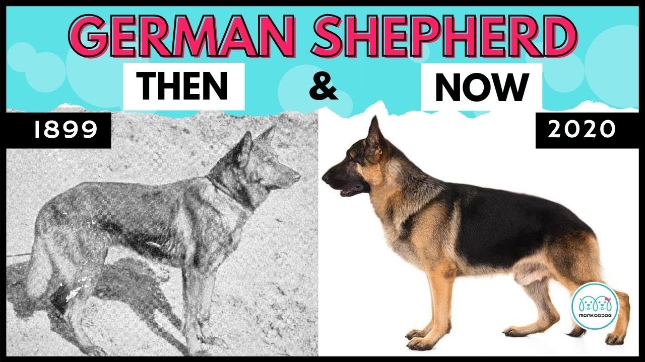 All you need to know about German Shepherd dogs- History, Transformation, breeding and types.