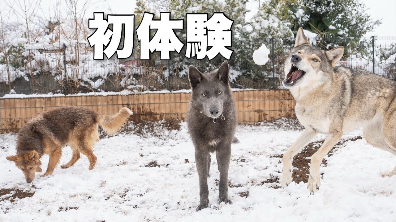 初体験に弱い彼らに初体験させてみたら上手く楽しめていた