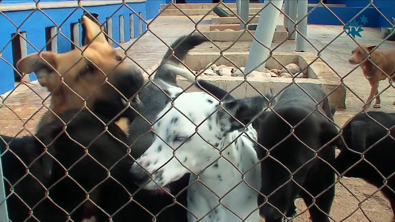 El Ayto. de La Nucía subvenciona con 40.000€ a la Protectora para la gestión del Refugio de Animales