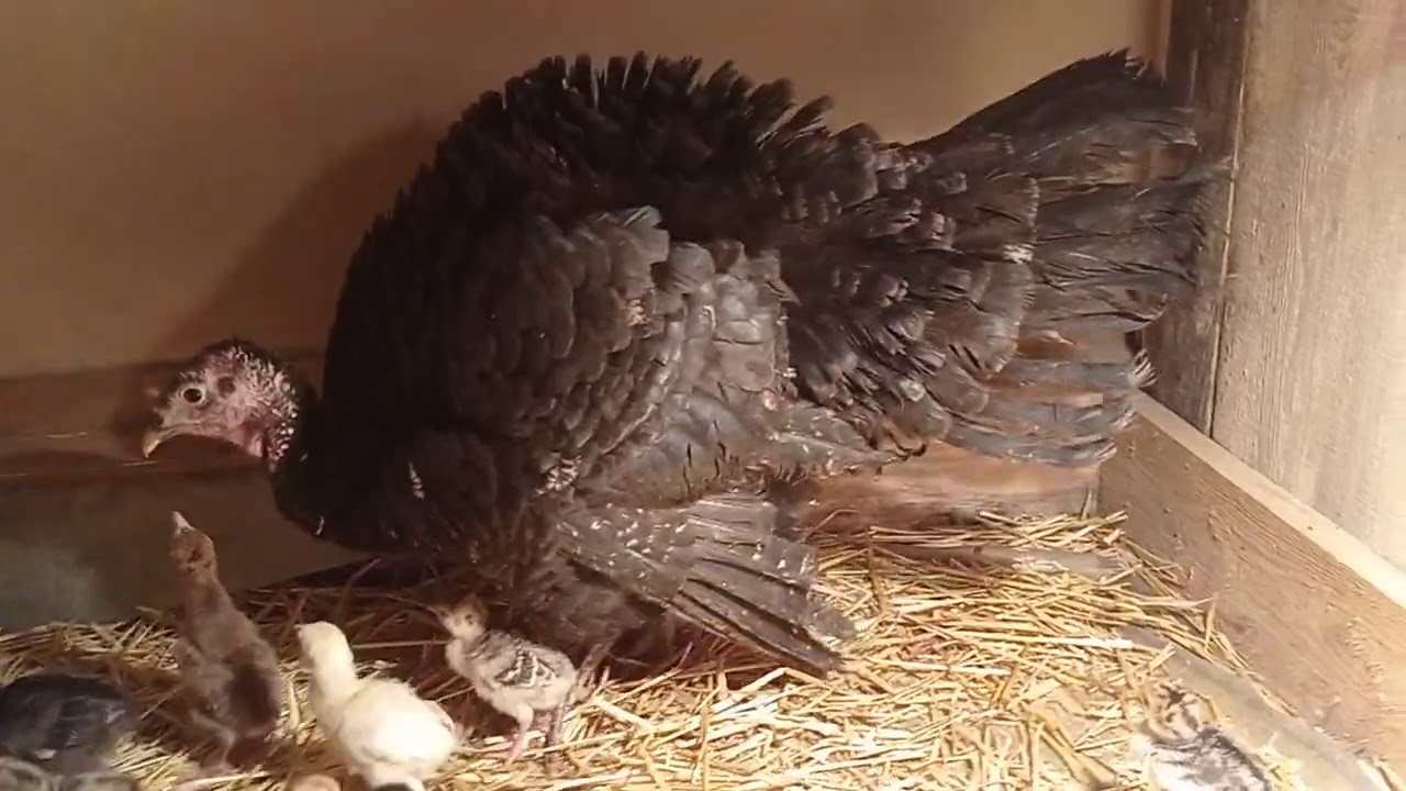 Małe indyki w zimę. Luty -20°C🥶 a u mnie lęgi na całego.🐤🐣🦃