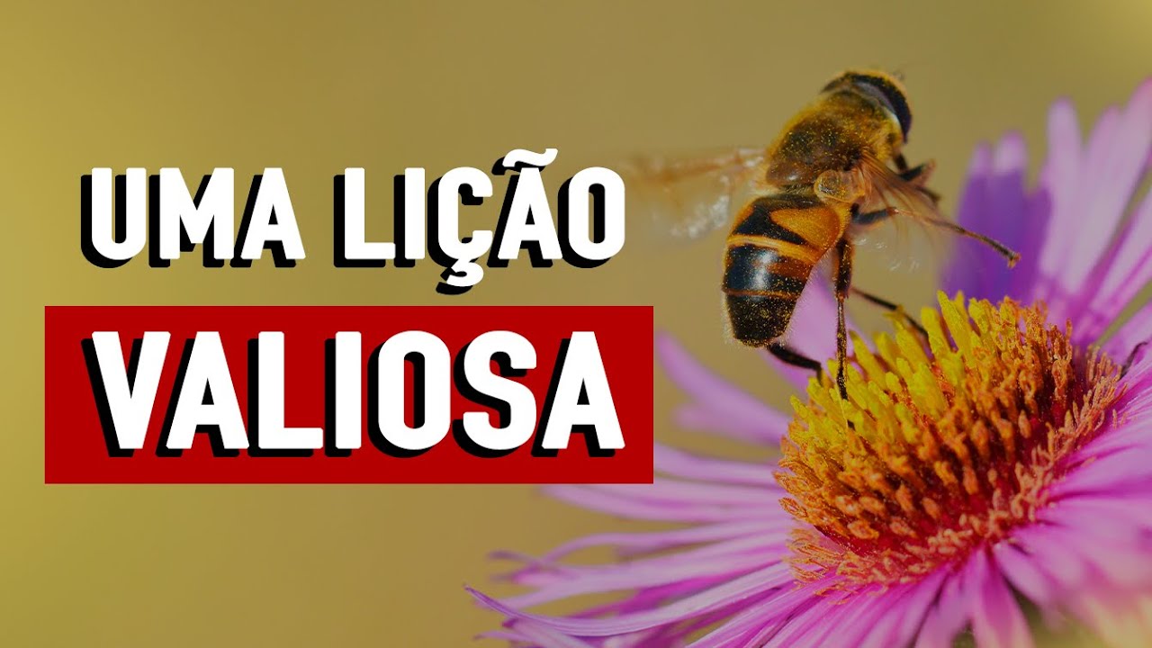 NÃO ESPANTE A COLMEIA - Minuto Reflexão