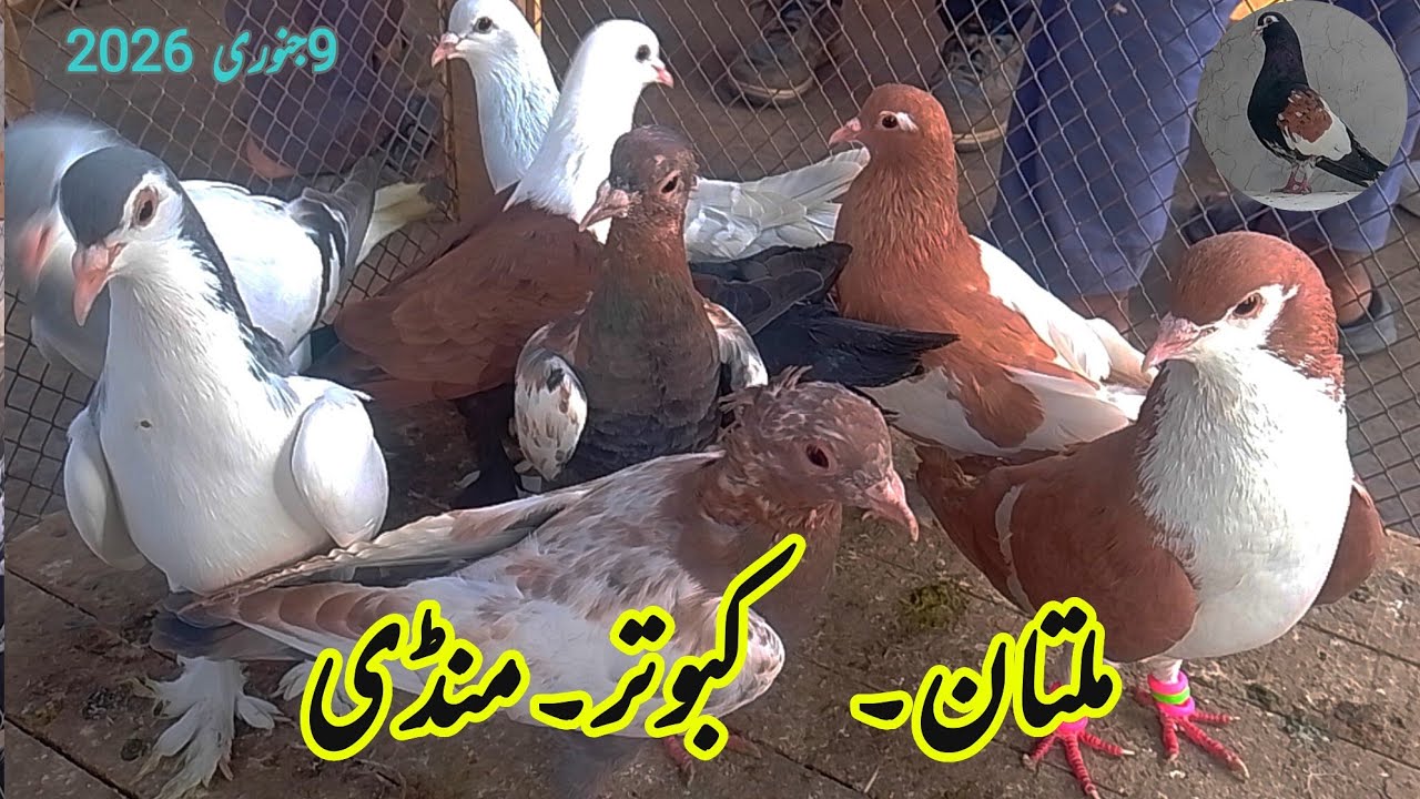 ملتان کبوتر منڈی| multan kabootar mandi| multan kabutar mandi| today Multan kabootar mandi update|
