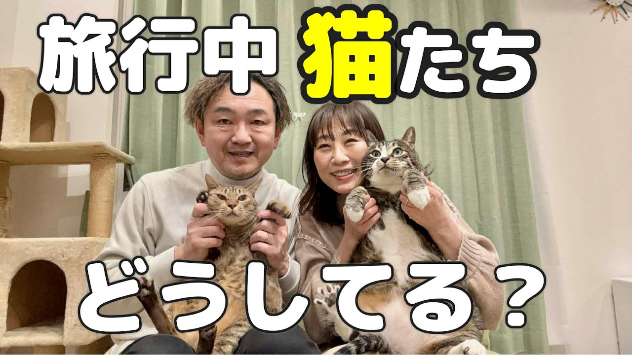 熟年再婚夫婦と猫の暮らし｜旅行中の猫達はこうしてます！