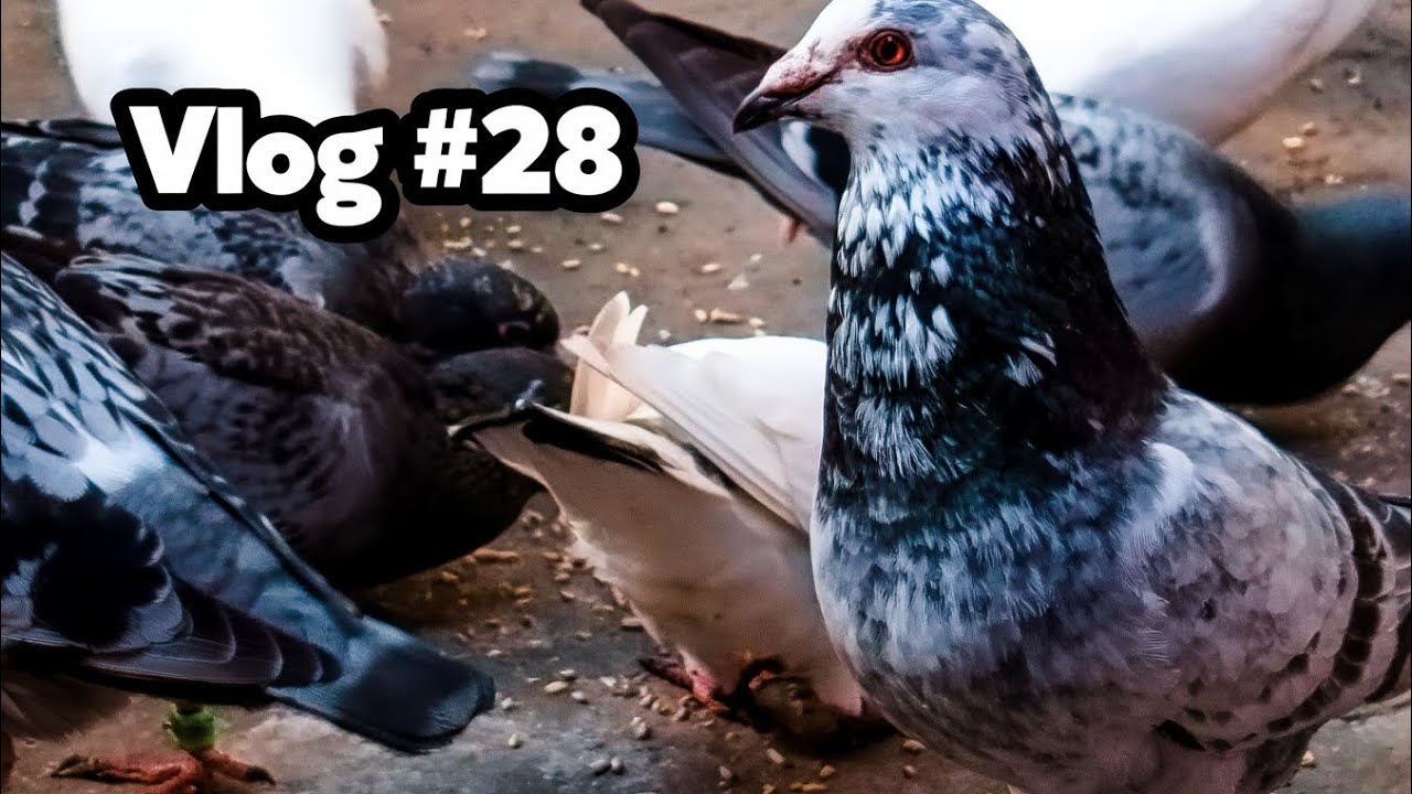 Vlog #28 | Simple Loft Vlog | Pigeon Vlog