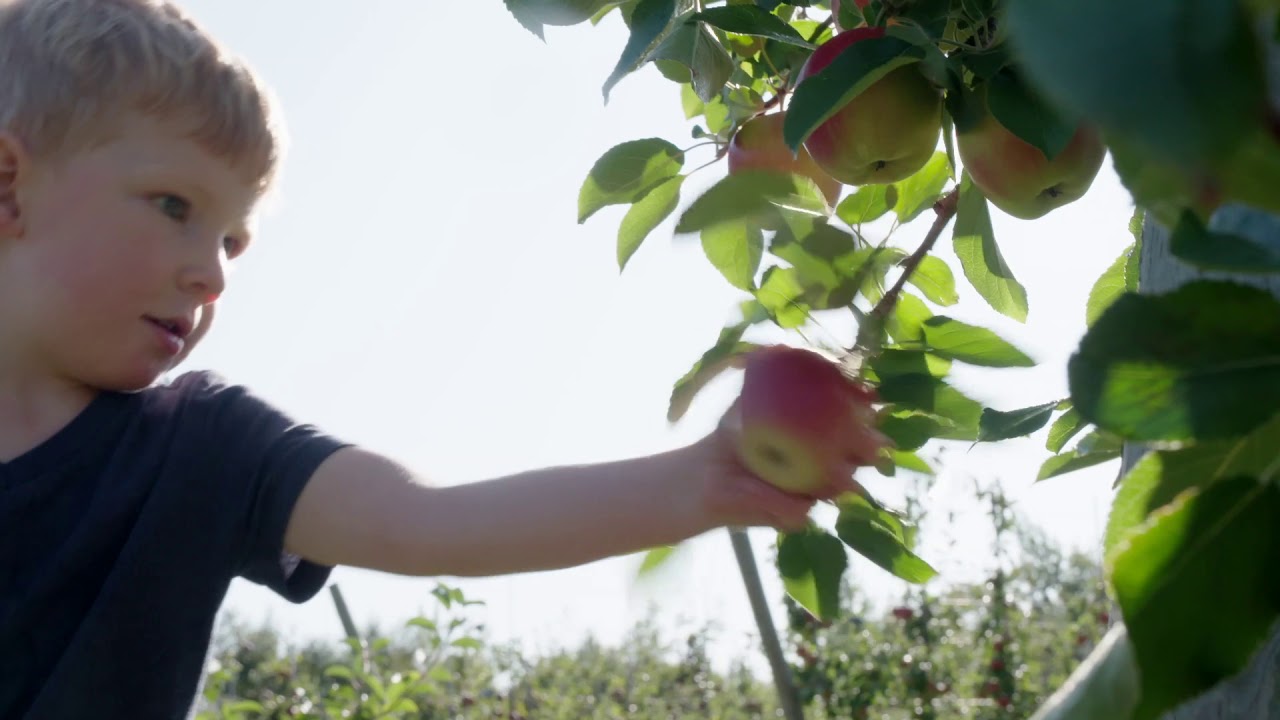 Where do apples come from?