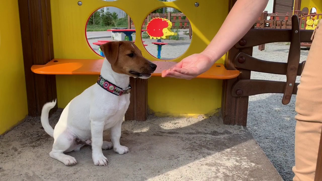 Twix, 4 months old. Dog tricks performed by the jack russell puppy