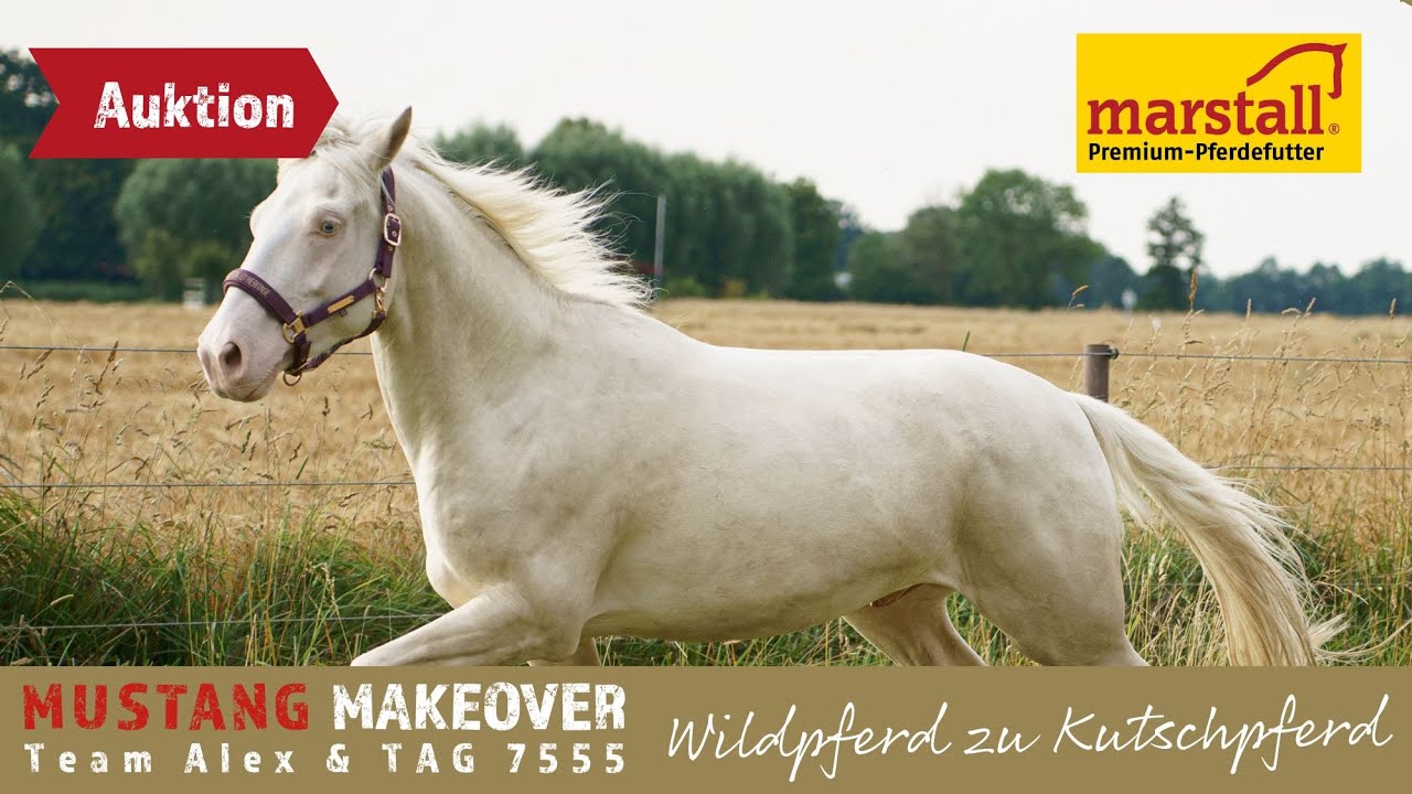 So cool vor der Kutsche nach 4 Monaten😎 - Team Alex | MUSTANG MAKEOVER 2024