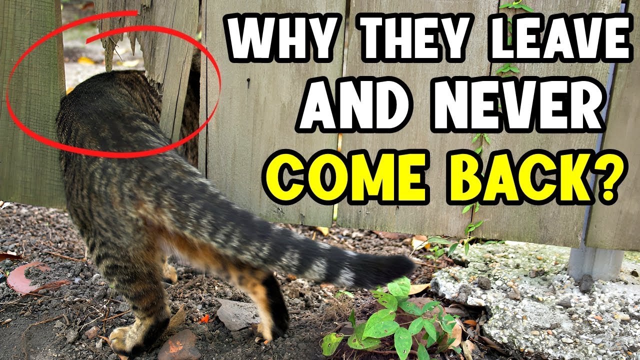 Why do cats LEAVE FROM OUR HOME AND DON'T COME BACK? How to prevent them from escaping!