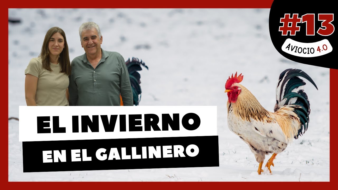 ❄️ El INVIERNO en el GALLINERO o GALPÓN | AVIOCIO 4.0 #13