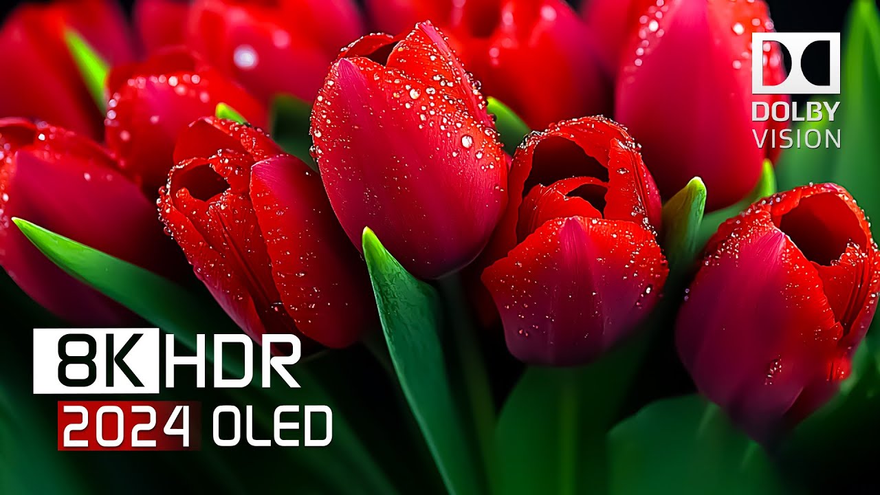 ПОЗНАКОМЬТЕСЬ С БУДУЩИМ качеством видео с 8K HDR Dolby Vision