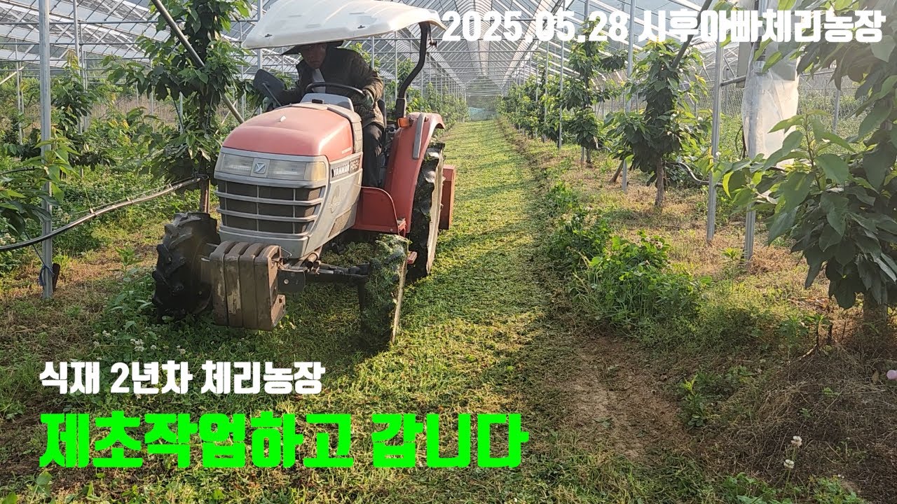 식재 2년차 체리농장 제초하고 갑니다...20250528