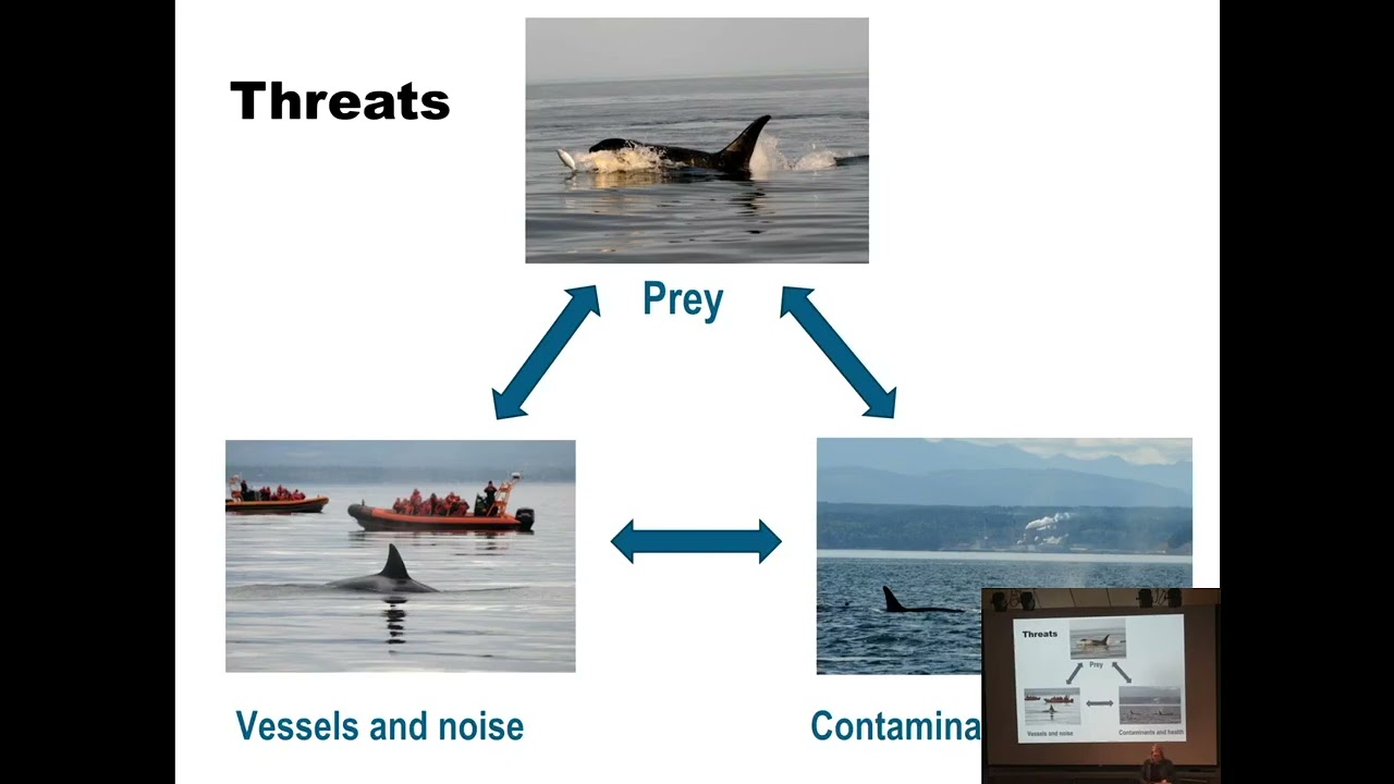 2026 Bevan Series - Lynne Barre - Saving endangered killer whales