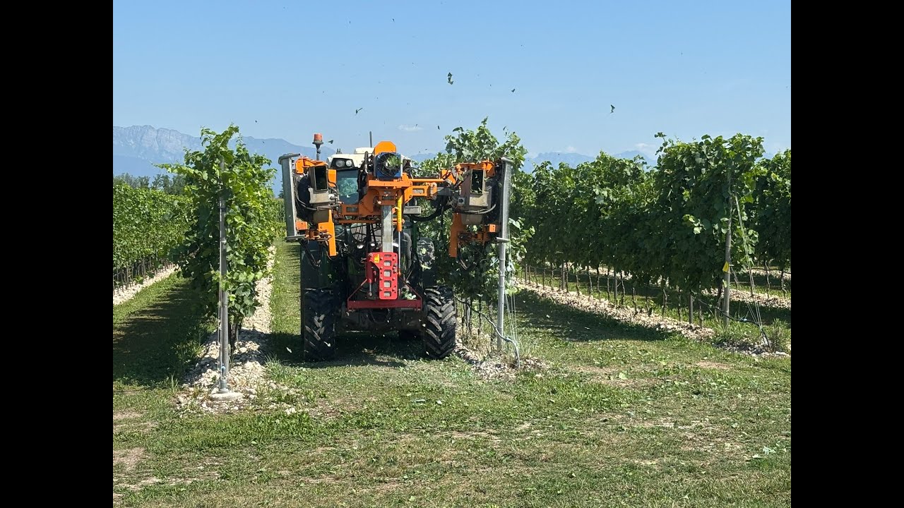 Basso grado alcolico naturale, protocollo al via