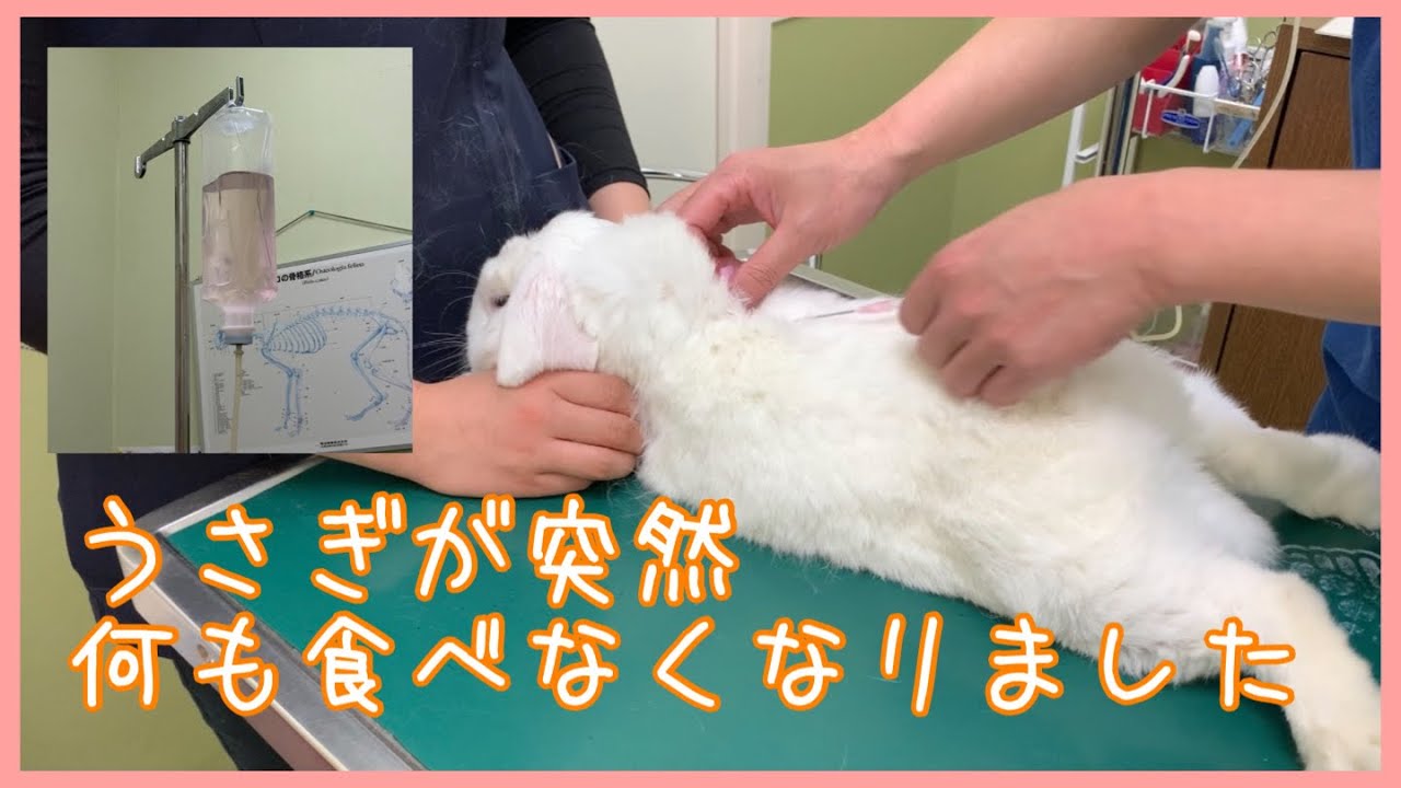 うさぎのもこちゃん  突然何も食べないから急いで病院へ行きました