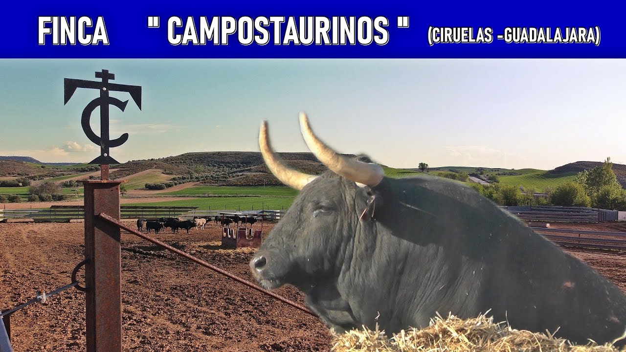 FINCA DE TOROS BRAVOS "CAMPOS TAURINOS"❤️