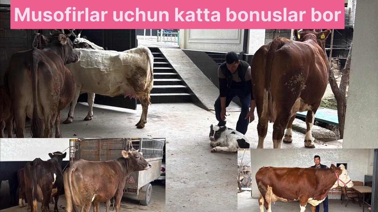 Simental shvet va qora ola ona bola hamda bugʻoz soraganlarga koring