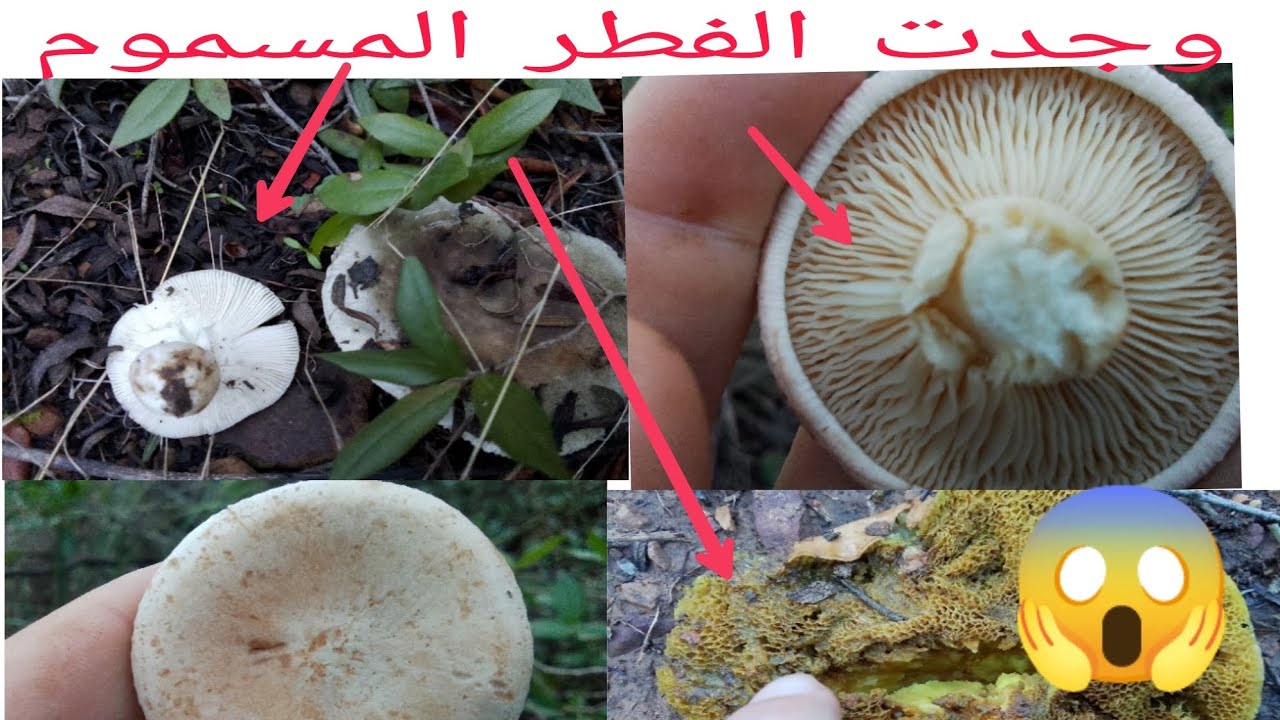 سلسلة البحث عن الفطر في غابات الجزائر  الحلقة 6🇩🇿