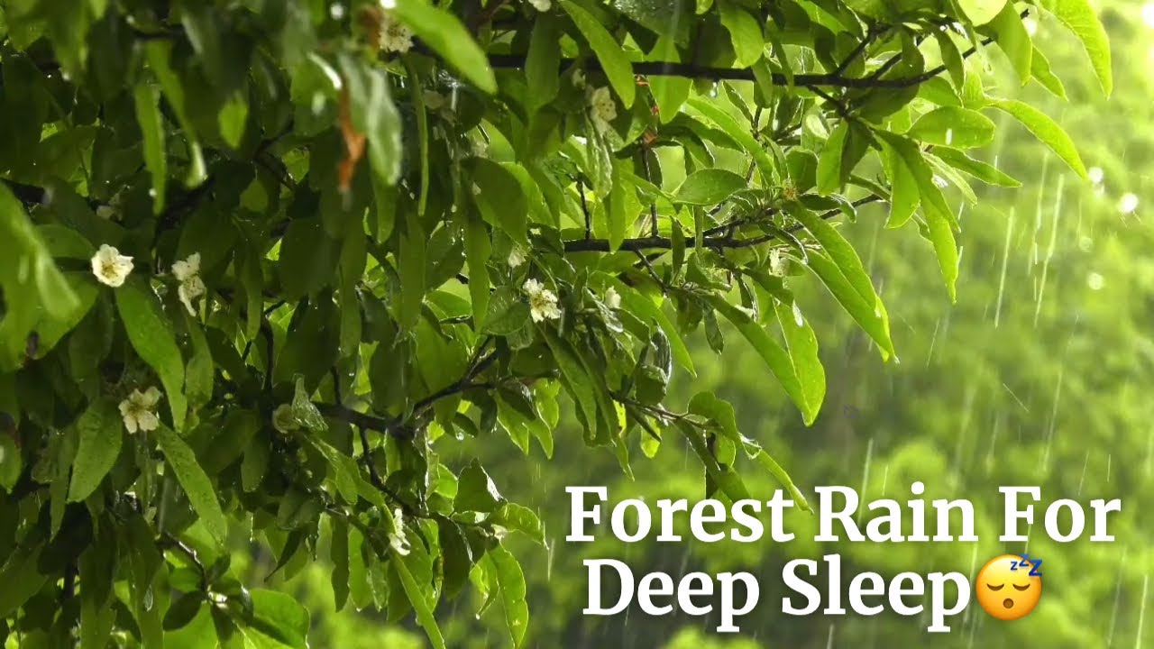 Rain In The Forest | Insomnia Gone With These Sleep Sounds