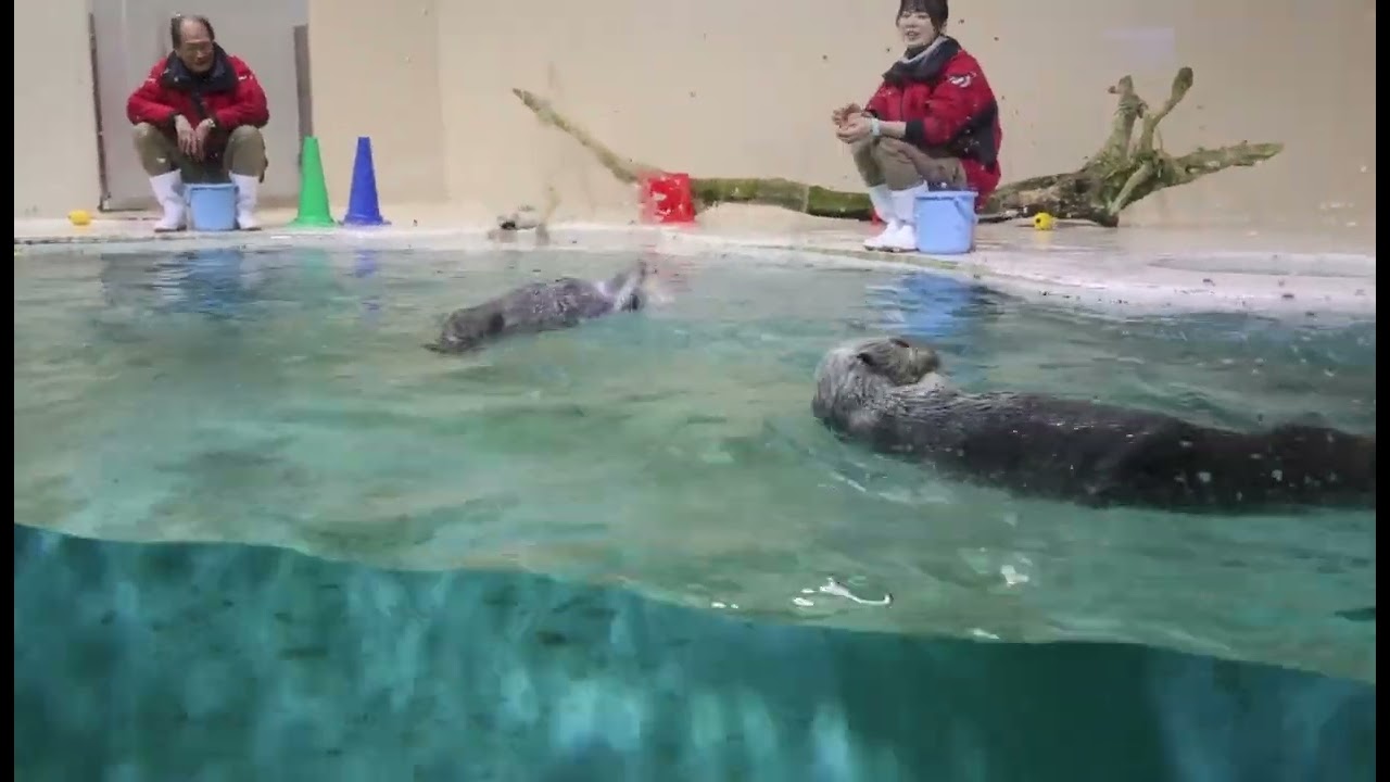 メイちゃん、この日も絶好調でした！ロックオンした時のお目々wキラちゃんごめんね🙇‍♀️#seaotter  #ラッコ　のキラちゃん 