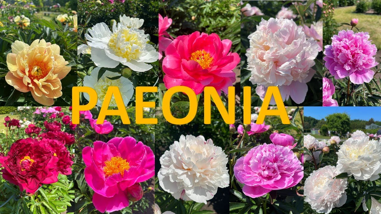 Different varieties of peonies / Разные сорта пионов / Pojengide sordid