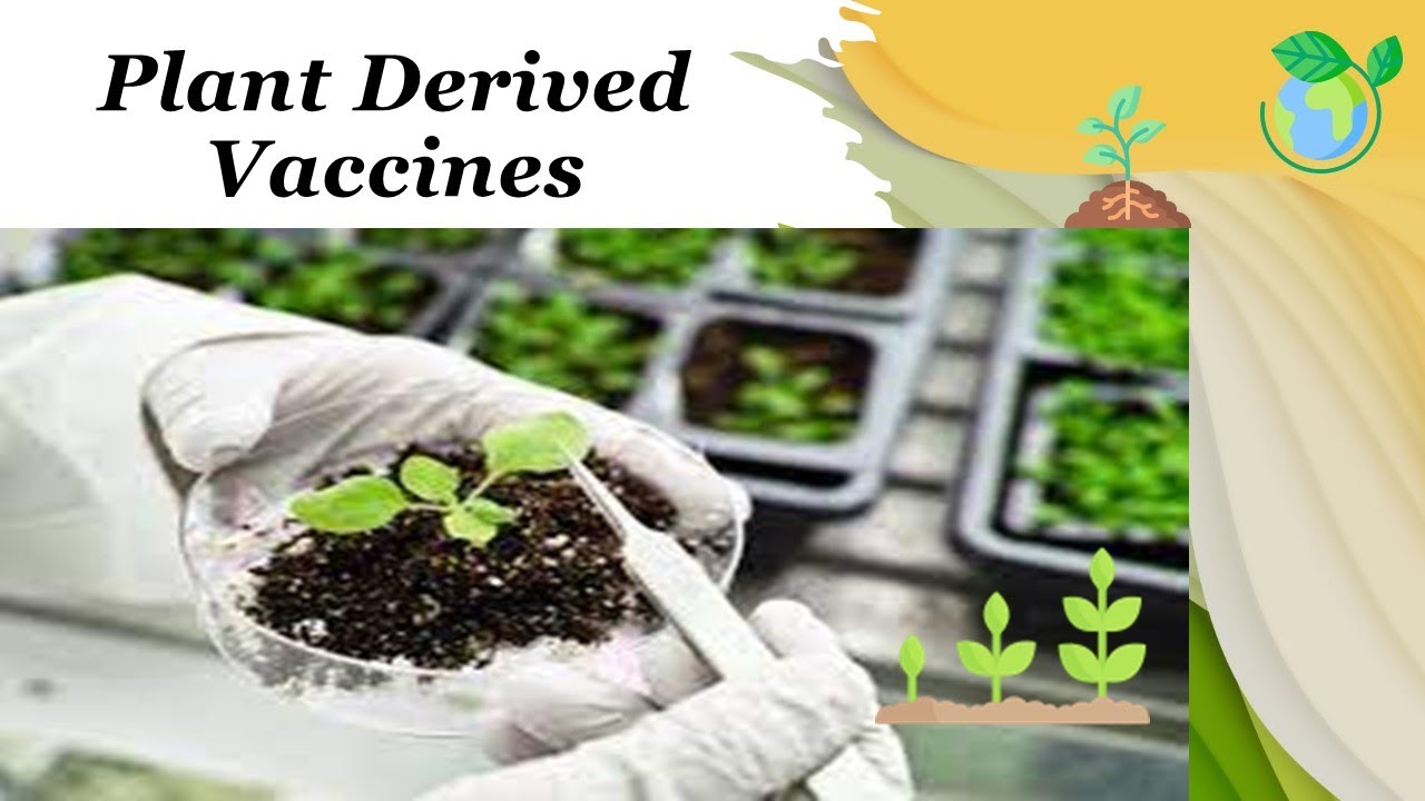 Plant Derived Vaccines Explained in 12 Minutes