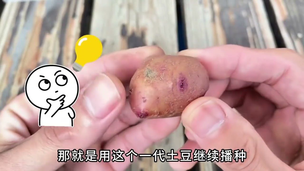 你見過土豆開花後結出的種子嗎！ #種植技術 #種植