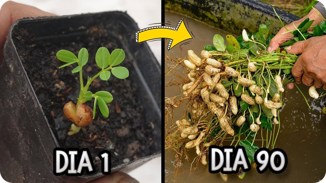 Cómo Plantar Cacahuetes en Casa: Guía Fácil y Paso a Paso 🥜 || La Huertina De Toni