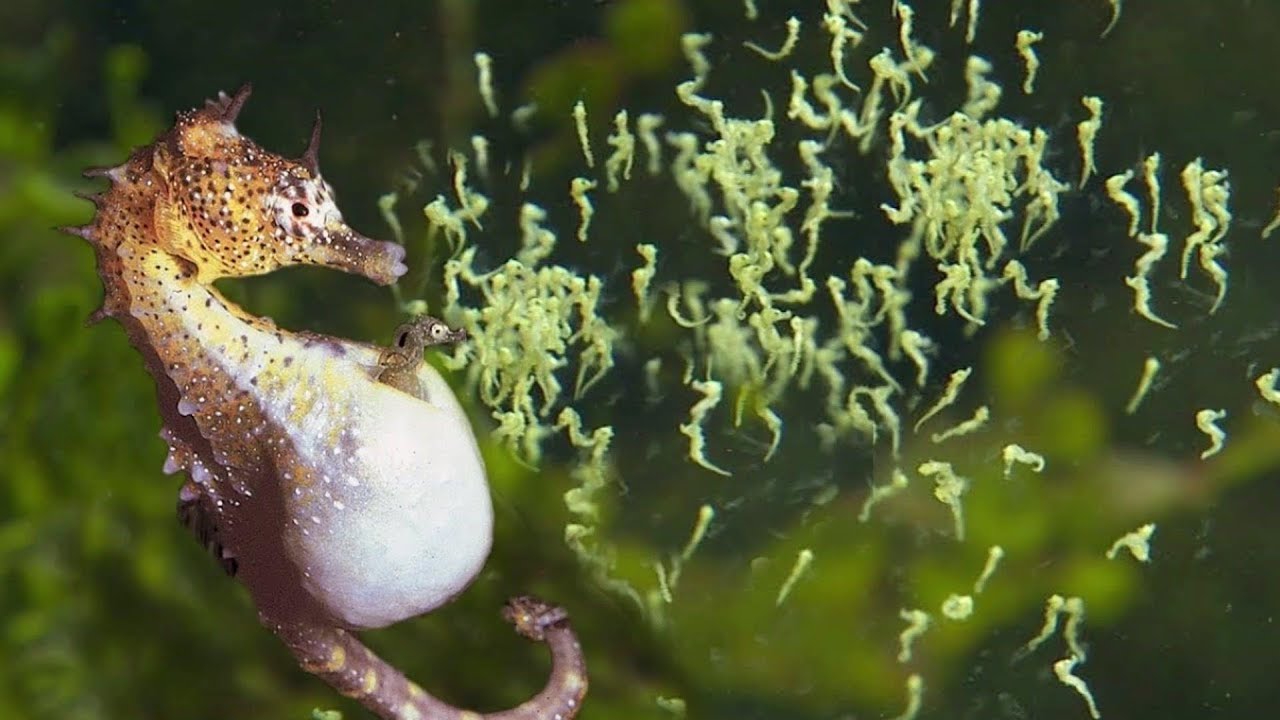 海马的一生｜现代化养殖和生产海马