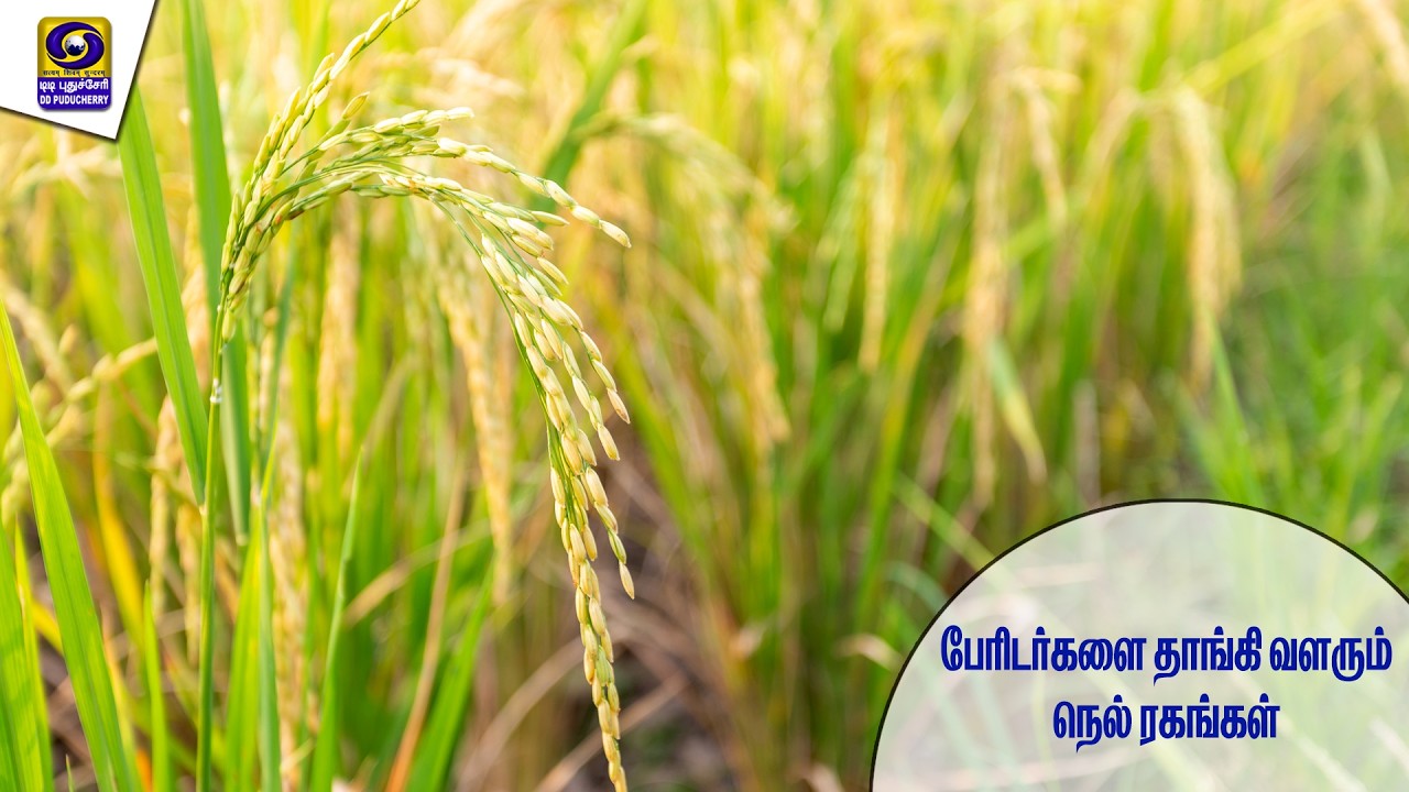பேரிடர்களை தாங்கி வளரும் நெல் ரகங்கள் | 09.03.2026