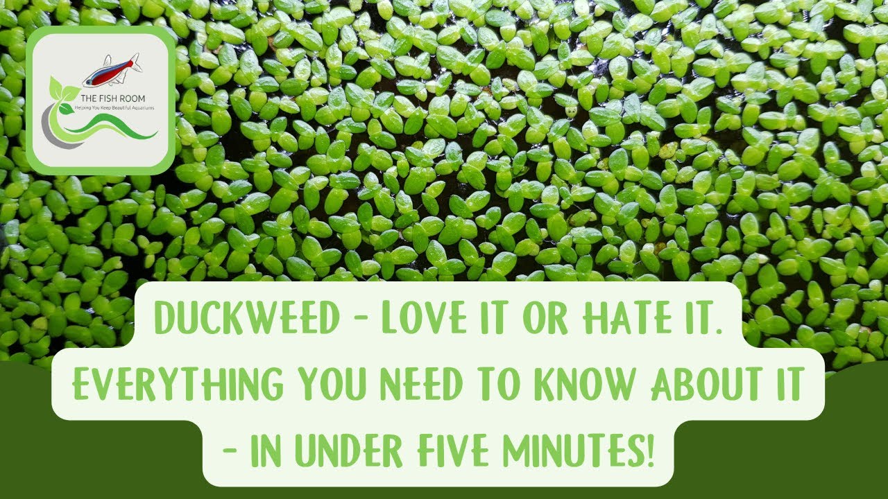 Duckweed, the good the bad and the ugly. Everything you need to know about it in under 5 minutes