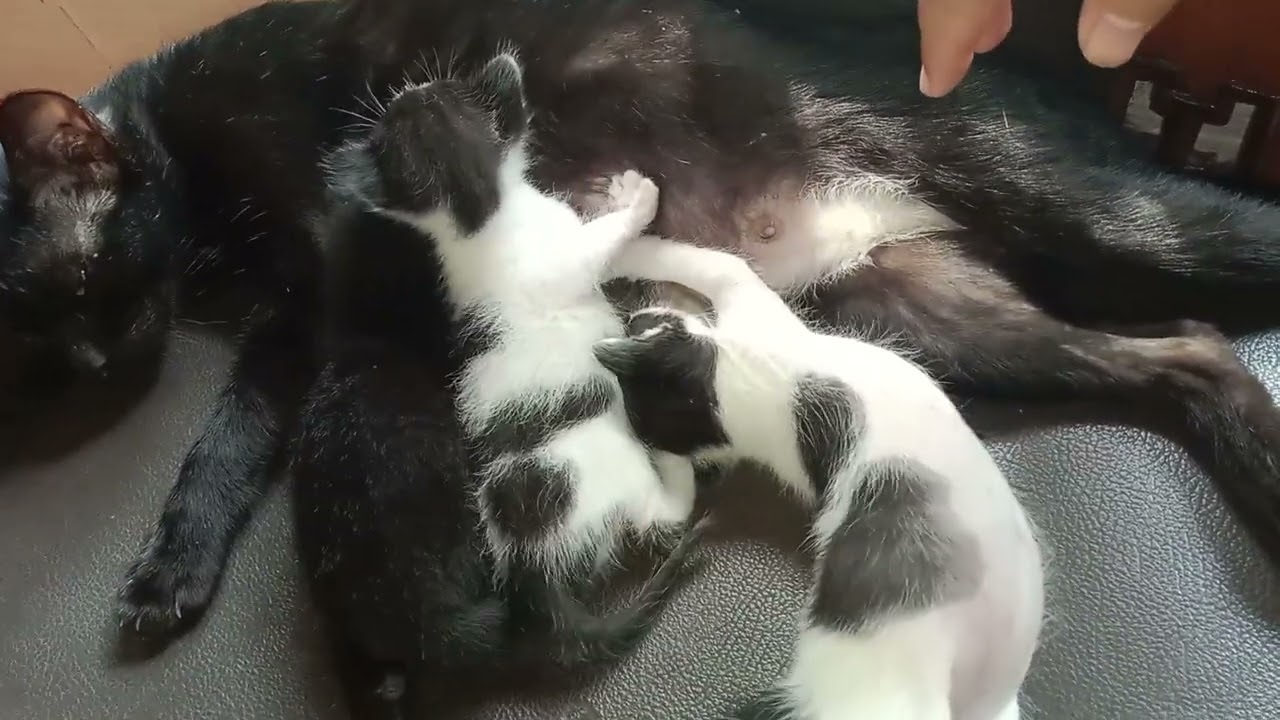 Bayi kucing pindah rumah lagi