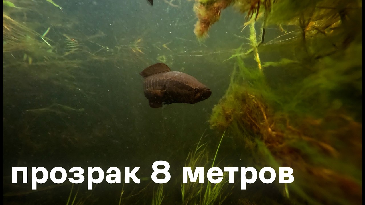 Один день ПОДВОДНОЙ ОХОТЫ на реке Или! Невероятный ПРОЗРАК 8 метров и змееголовы!