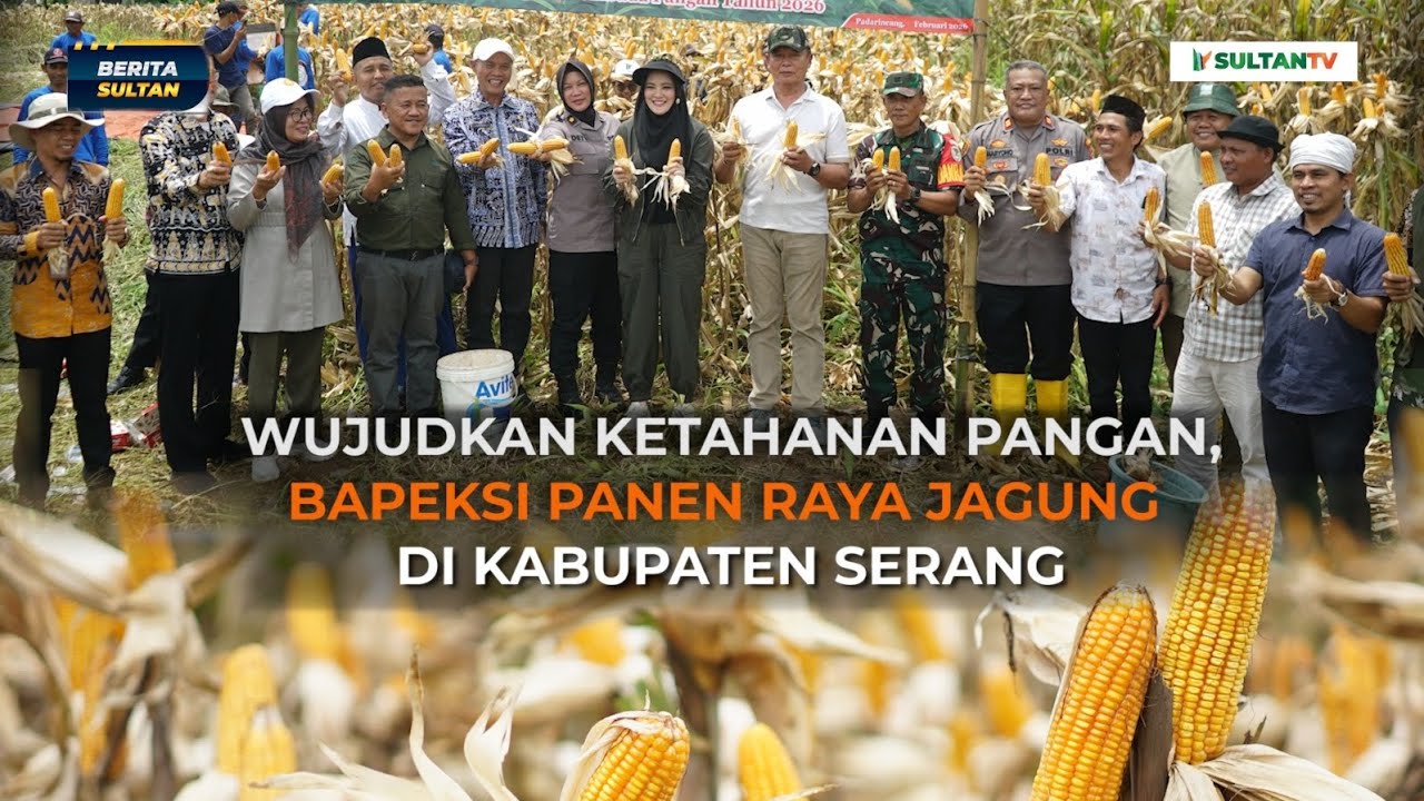 WUJUDKAN KETAHANAN PANGAN, BAPEKSI PANEN RAYA JAGUNG DI KABUPATEN SERANG || BERITA SULTAN