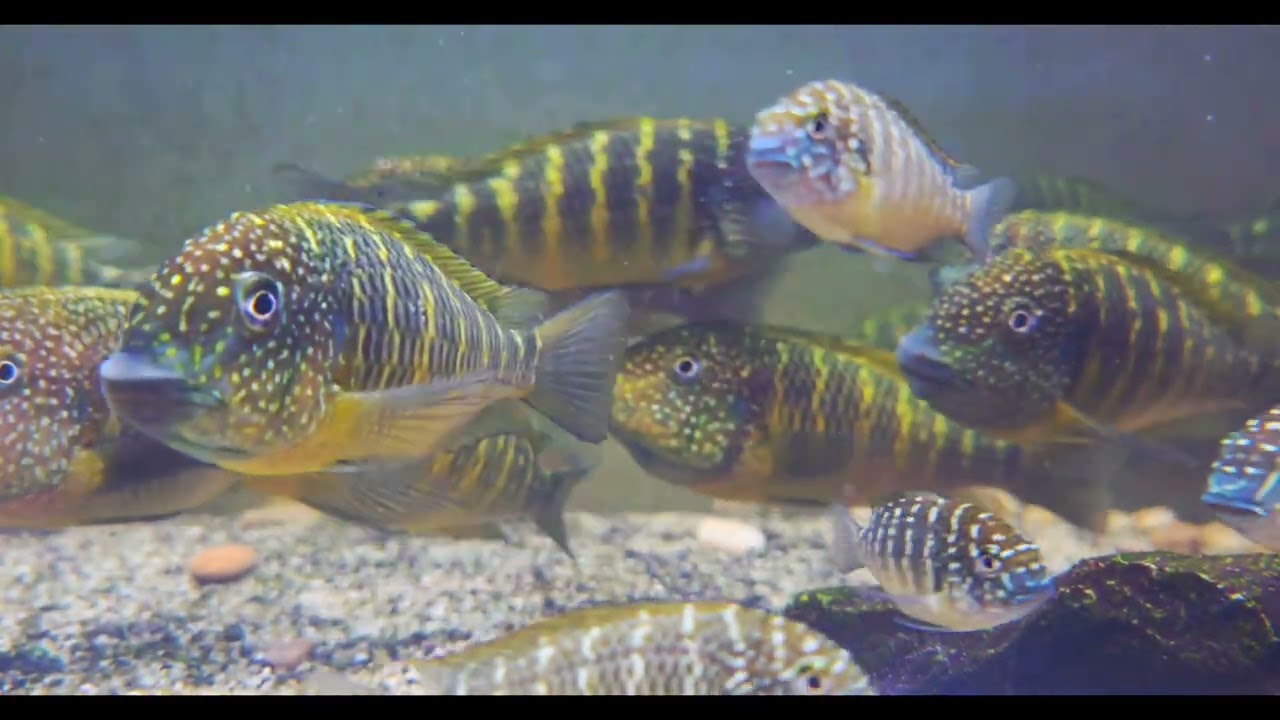 Wc Tropheus murago congo - Maculatus Lusingu with their fry 
