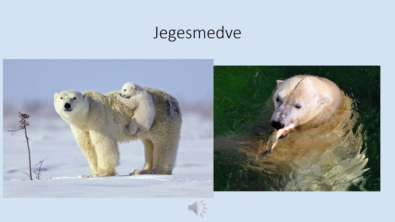 Élet a Sarkvidéken