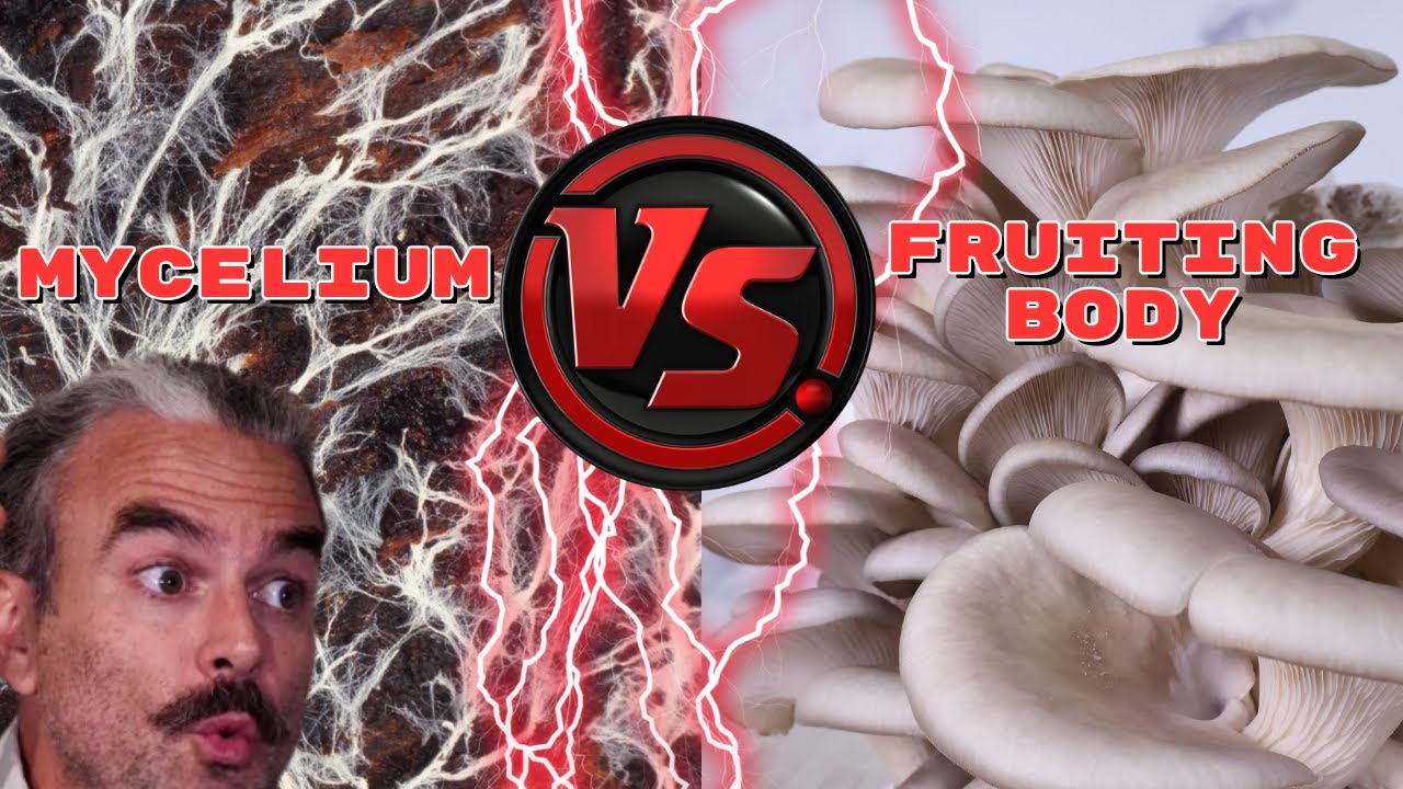 Ending the Mycelium vs Fruiting Body Debate
