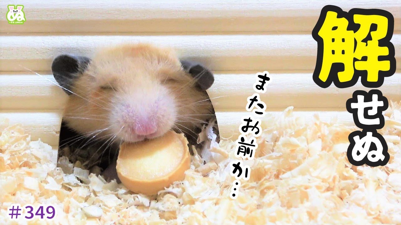 仕方なく弱々しく、絶望しかない表情でアレを食べる【ハムスター】