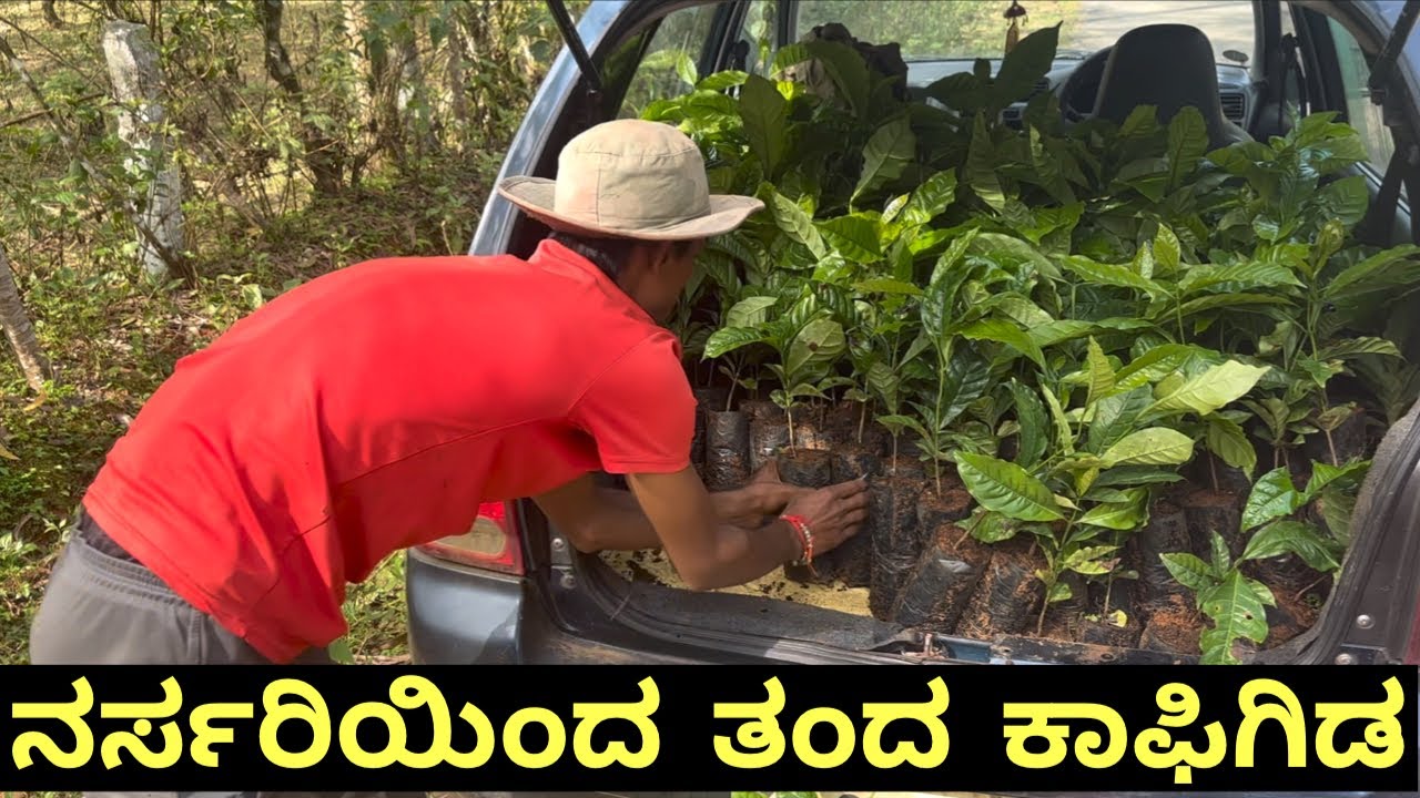 ನರ್ಸರಿ ಇಂದ ತಂದ ಕಾಫಿ ಗಿಡಗಳು || ಚಂದ್ರಗಿರಿ‘ ರೋಬಷ್ಟ್ || coffee plant || karnataka 